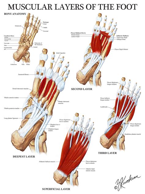 Foot Muscles Medial