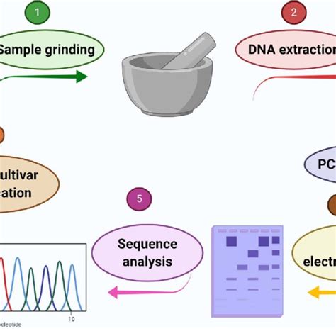 Image result for DNA Barcoding Methods