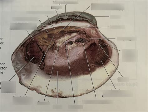 Image result for Clam Level 2