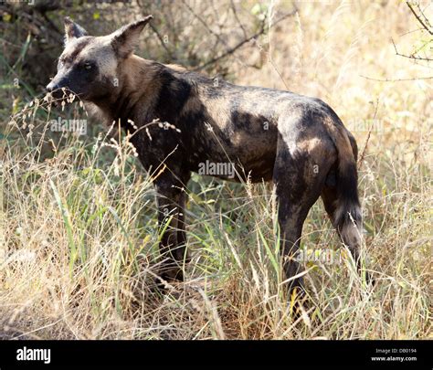 Wild Dog also known as Cape Hunting Dog (Lycaon pictus) in Tsavo West National Park Stock Photo ...