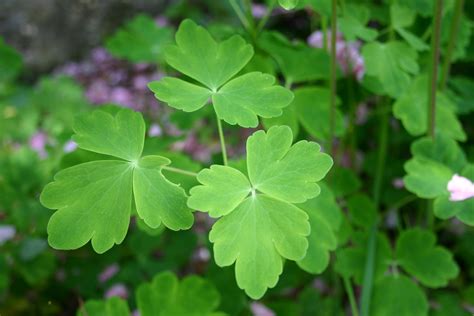 White Lines On Columbine Leaves at Ruth Leet blog