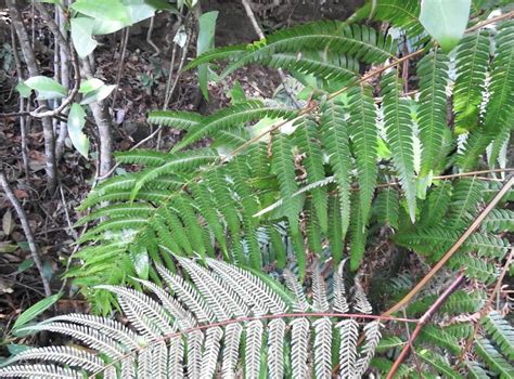 Thelypteris falciloba (Hook.) Ching | Plants of the World Online | Kew ...