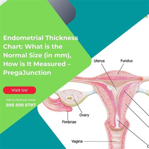 Endometrial Thickness Chart