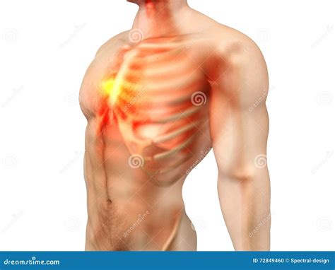 Male Anatomy - Chest Pain stock illustration. Illustration of heart - 72849460