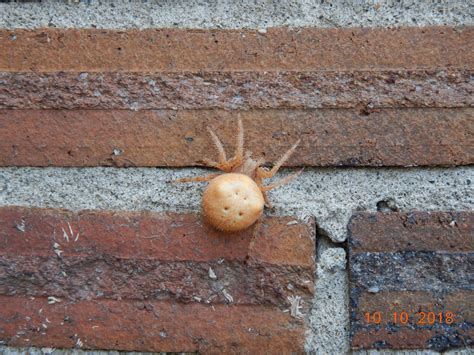 Female Araneus gemmoides (Cat-faced Spider) in Spokane WA, Washington ...