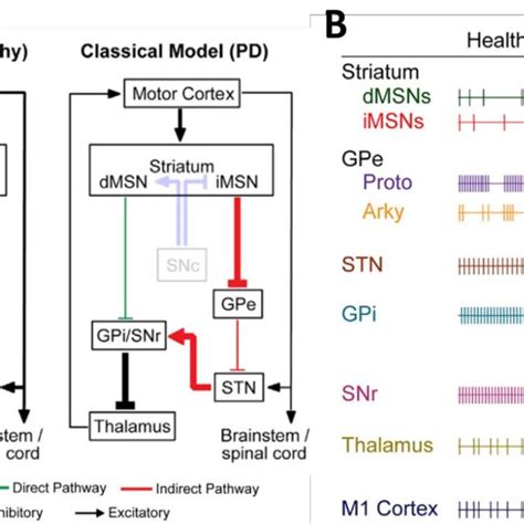 Neuronal circuitry of the lower urinary tract : central and peripheral neuronal control of the mictu