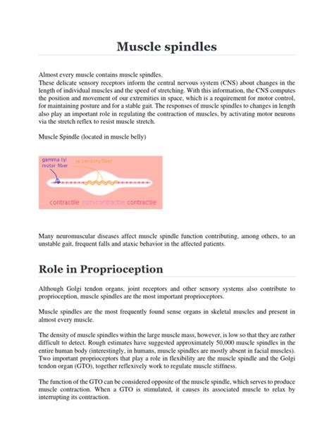 Image result for Muscle Spindle Rate Coding