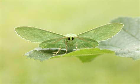 Image result for Moth Identifier