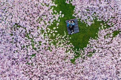 Portland Cherry Blossoms Engagement Photos - Alexis & James - Jos and Tree