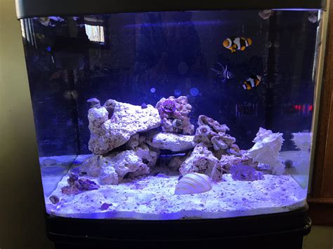 Image result for Biocube Maintenance Tips