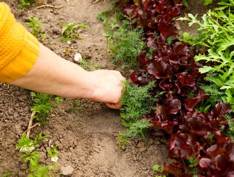 9 Plants to Plant With Dill