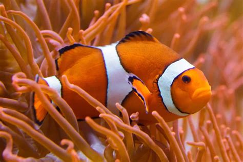 17 Types of Fish From Finding Nemo