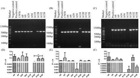 The Mechanism of Tigecycline Resistance in Acinetobacter baumannii ...