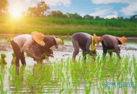 柳河县举行稻米插秧节非遗传统技艺传承活动-中国吉林网