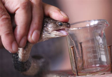 King Cobra Venom Effects