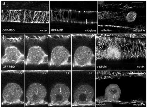 Plants | Special Issue : Plant Morphology, Anatomy, and Embryology ...