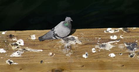 Image result for Bird Poop Reactions