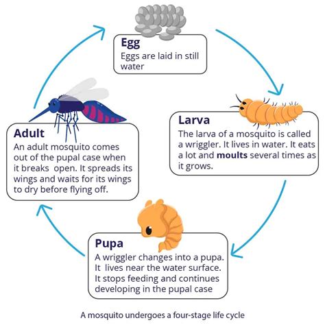 Animal Life Cycles: 3 & 4 Stages Explained Simply