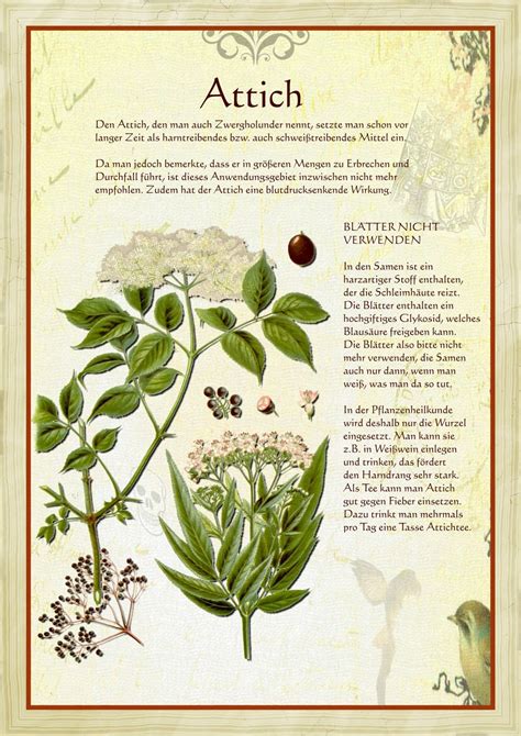 Image result for How to Propagate Roses Using Potatoes