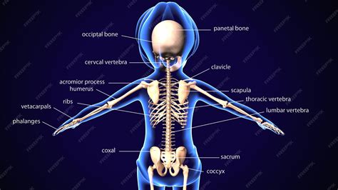 Un diagrama de un cuerpo humano con diferentes partes etiquetadas con ...