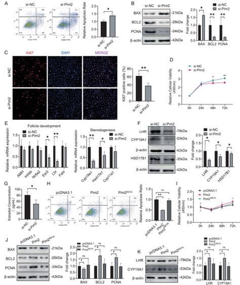 Image result for PIM2 Intracellular