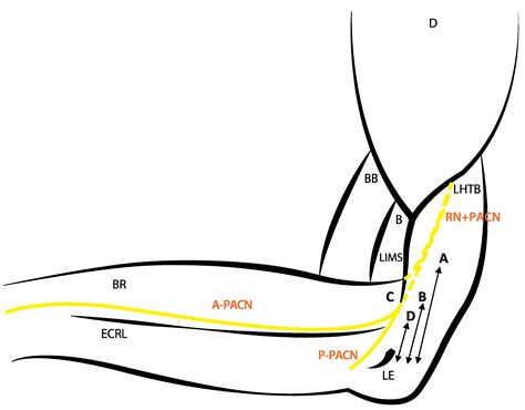 Medial Brachial Cutaneous Nerve