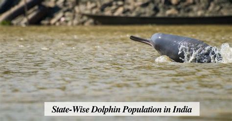 How Many Dolphins Live in India? Check State-Wise Population List Here
