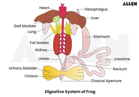 Frog Digestive System