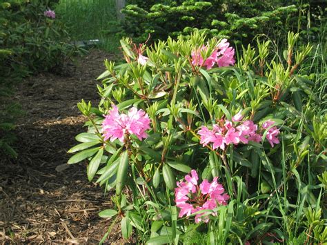 Do Deer Eat Rhododendron? (Everything You Need To Know)