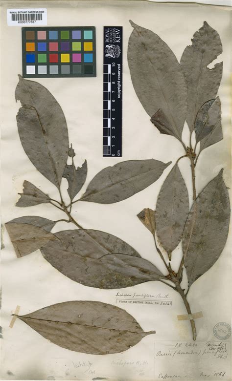 Palaquium pauciflorum (Thwaites) Engl. | Plants of the World Online ...