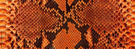 Image result for Embroider Python Skin