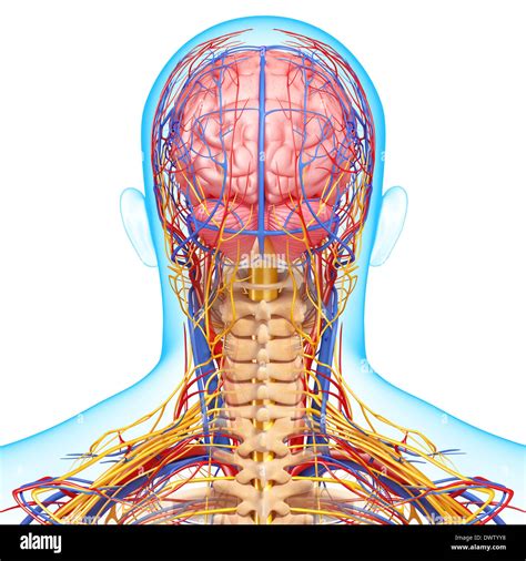 Drawing anatomy neck nape of the hi-res stock photography and images ...