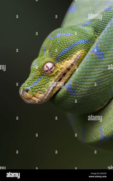 Image result for Green Python Hanging From Tree