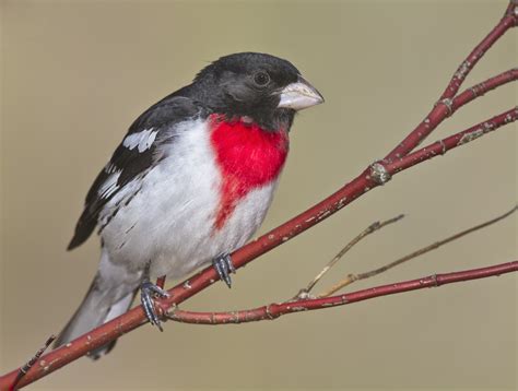 Most Common Birds In South Carolina at Luke Cornwall blog