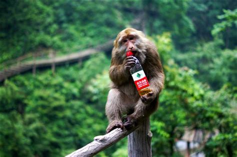 四川峨眉山游记：最霸道最无赖的猴子-摄影频道