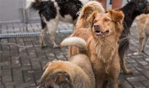 Adopt, don't shop: Why adoption matters