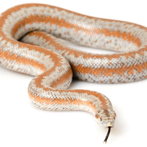 Rosy Boa with tongue out | Rosy boa, Beautiful snakes, Reptiles and ...