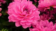 Beautiful Flower Picture by 10 Most Beautiful Flowers In The World Beautiful Flower Picture