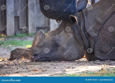 Africa, African, Animal, Beast, Big, Black, City, Conservation ...