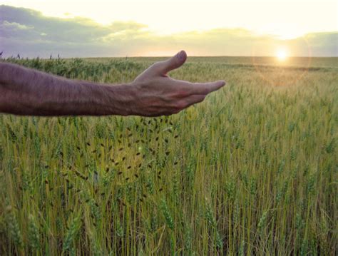 Broadcasting Planting 的图像结果