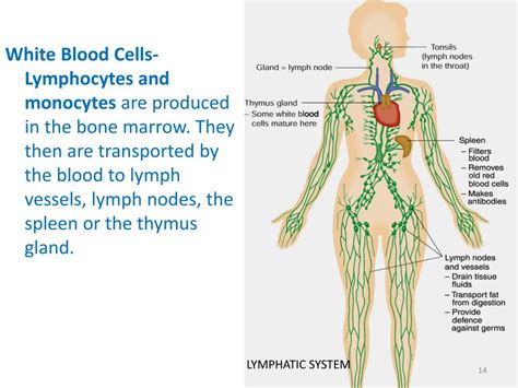 Image result for Human Defence Line Skin