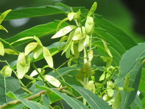 Image result for Basic Handicraft