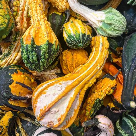 Pumpkin Fun Facts – Agriturismo I PECCATI DELLA TERRA