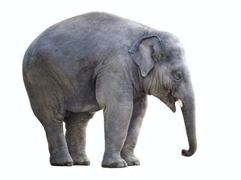 Download Heavy Elephant [wallpaper] Wallpaper | Wallpapers.com
