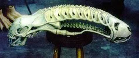 Image result for Alien Skeleton Prop