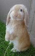 Image result for Black and White Spotted Bunny