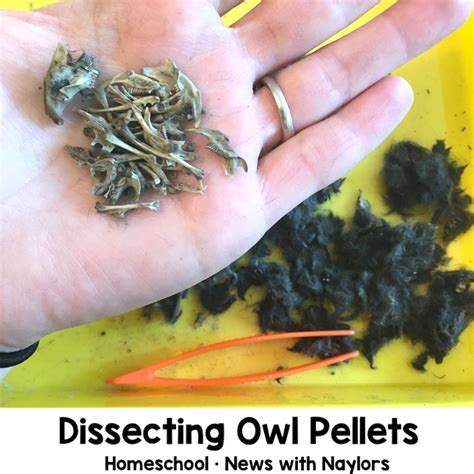 Dissecting Owl Pellets