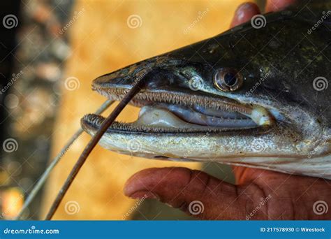 Catfish Teeth