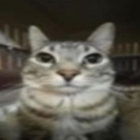 Loading | Cat memes, Funny animals, Ugly cat