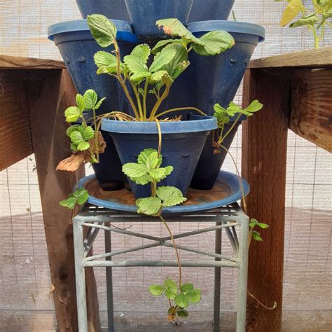 Everbearing Strawberry Propagation in a Vertical Planter